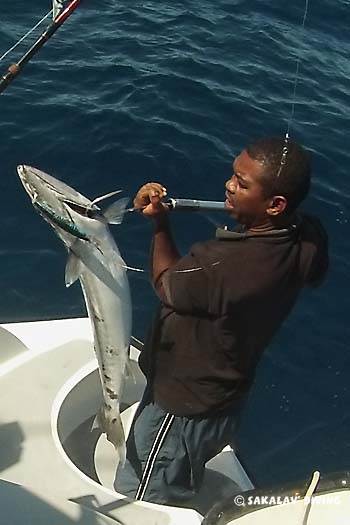 poisson frais en croisiere